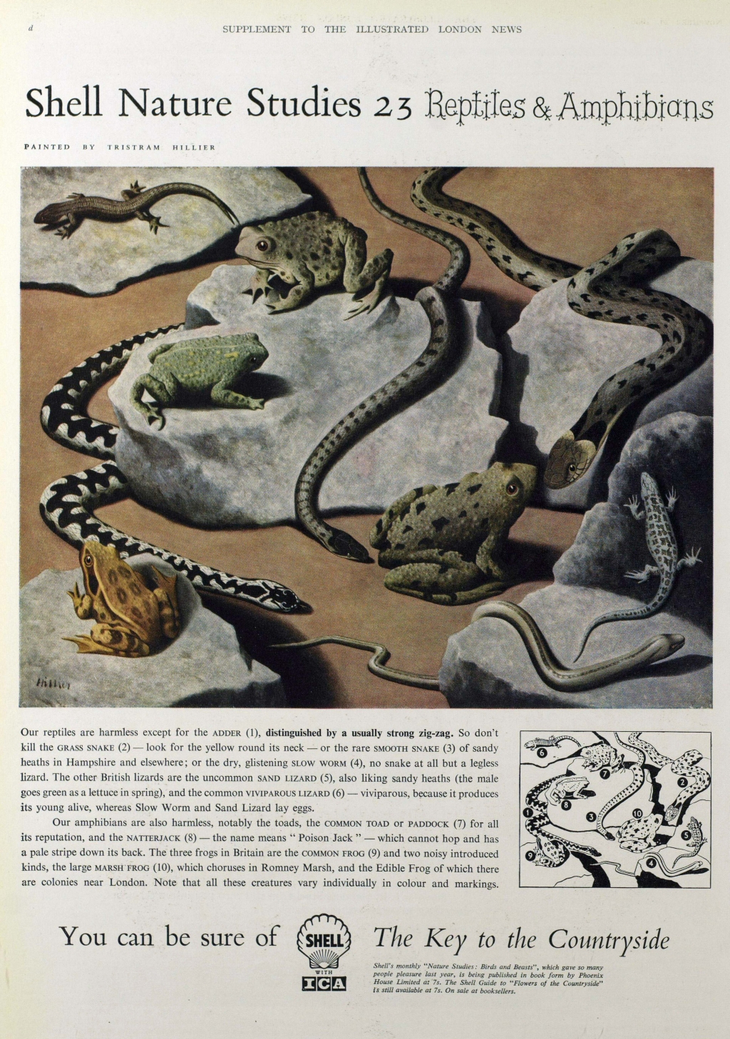 shell advert reptiles and amphibians